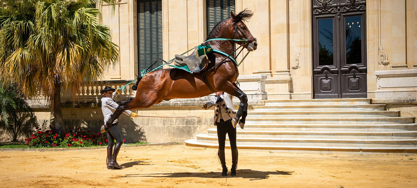 Tecnificación ecuestre en la Fundación Real Escuela Andaluza de Arte Ecuestre