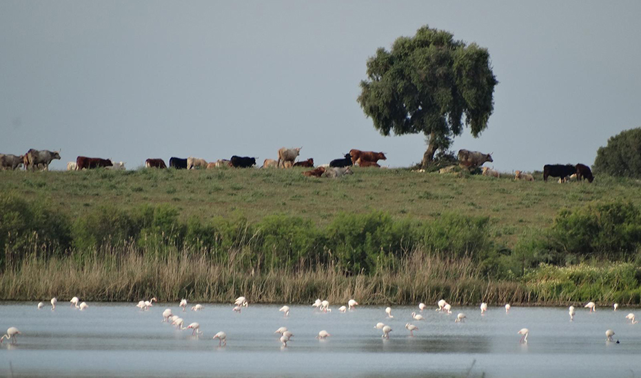 Reserva Natural Complejo Endorreico de Chiclana.