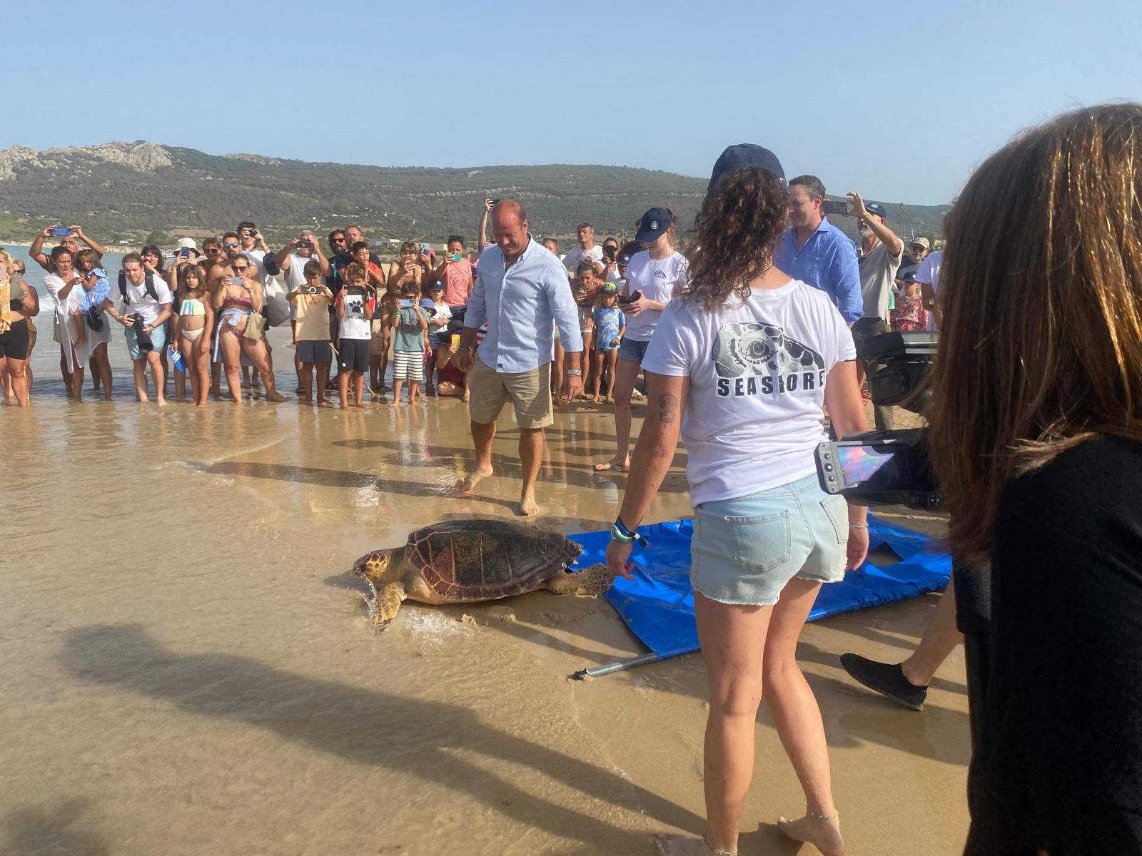 Las tortugas se han soltado en la playa gaditana de Bolonia.