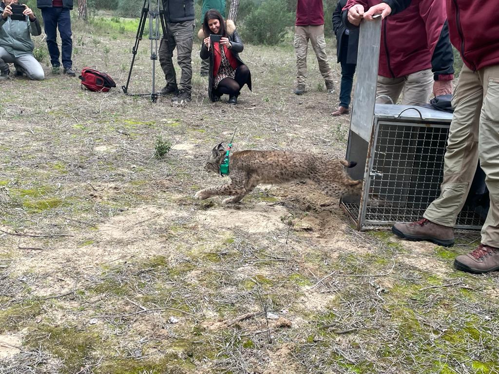 El consejero Fernández-Pacheco ha soltado dos linces en Doñana. 