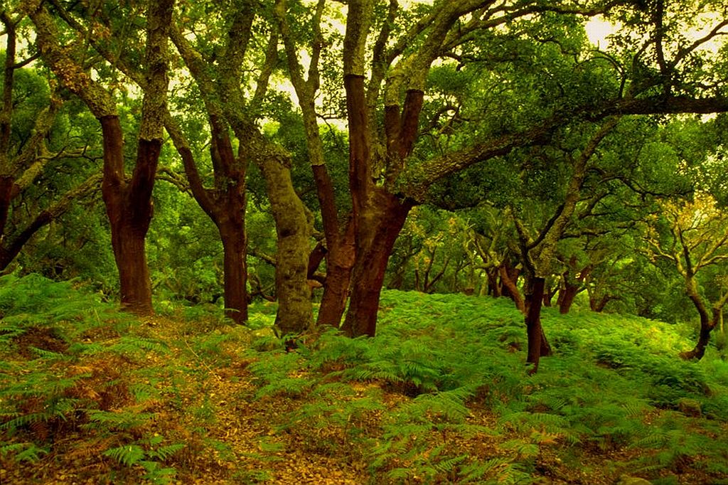 Alcornoques en el Parque Natural de los Alcornocales