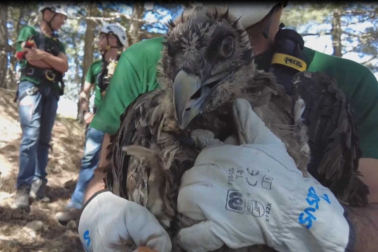 Primer quebrantahuesos nacido en libertad en el Parque Natur...