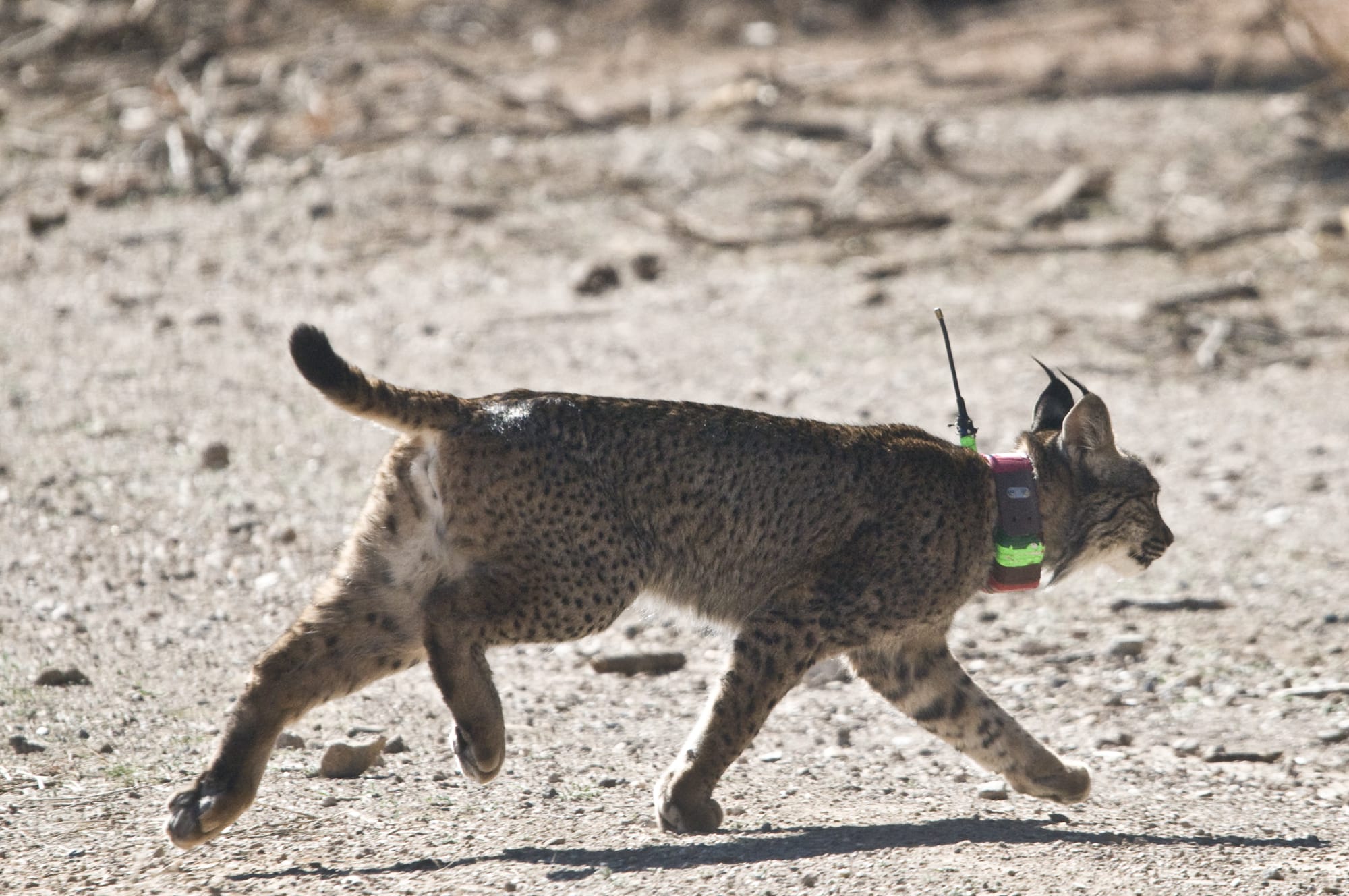 Troncho lince ibérico