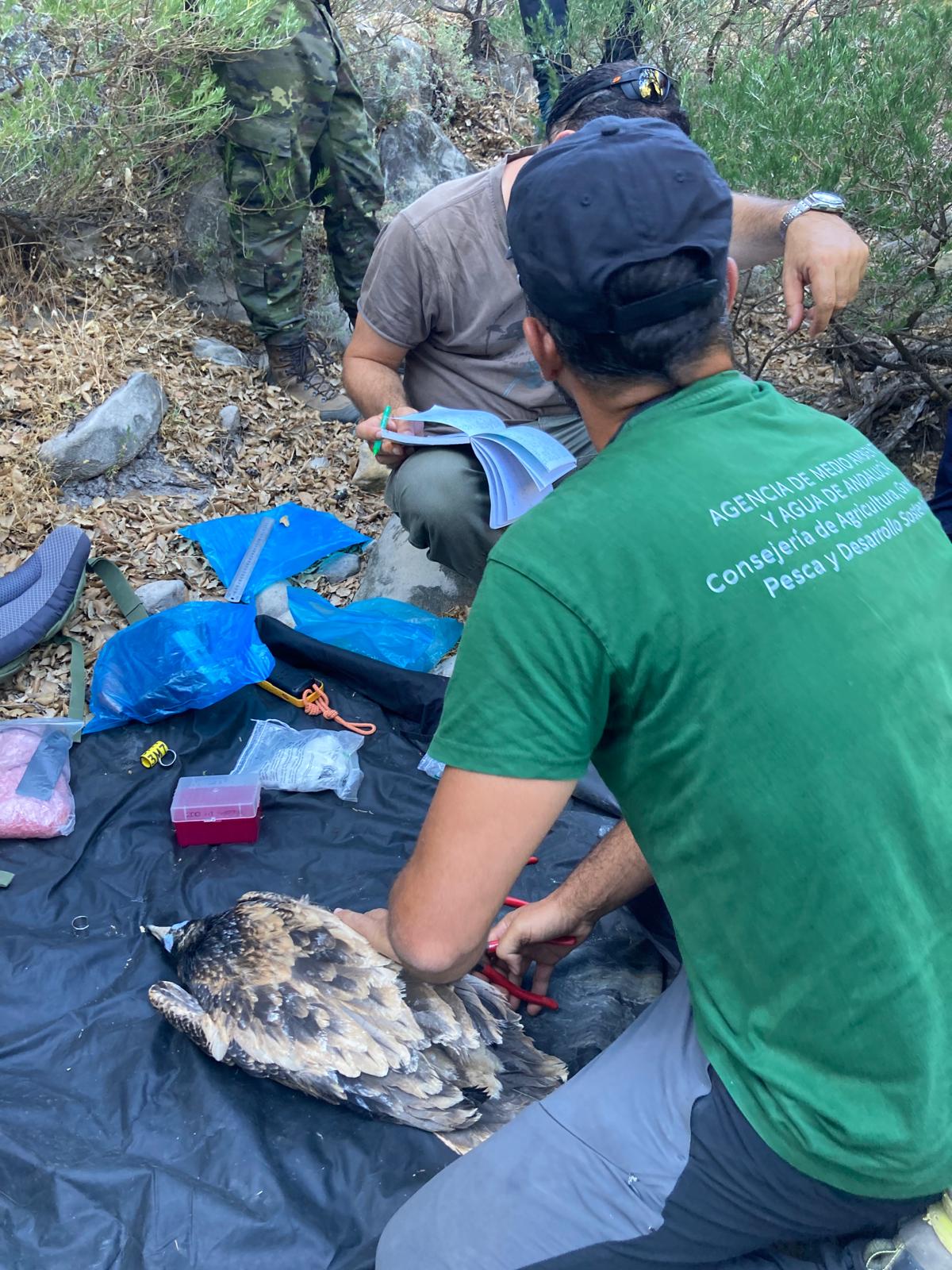 Agentes de Medio Ambiente anillando los pollos.