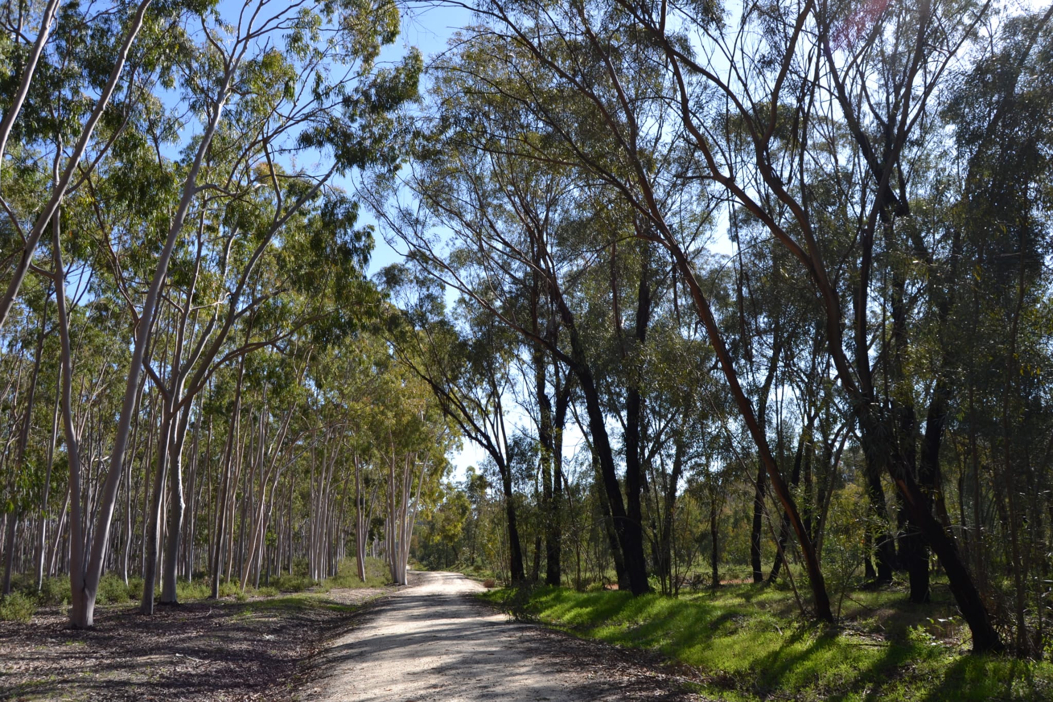 Sendero del arboreto.