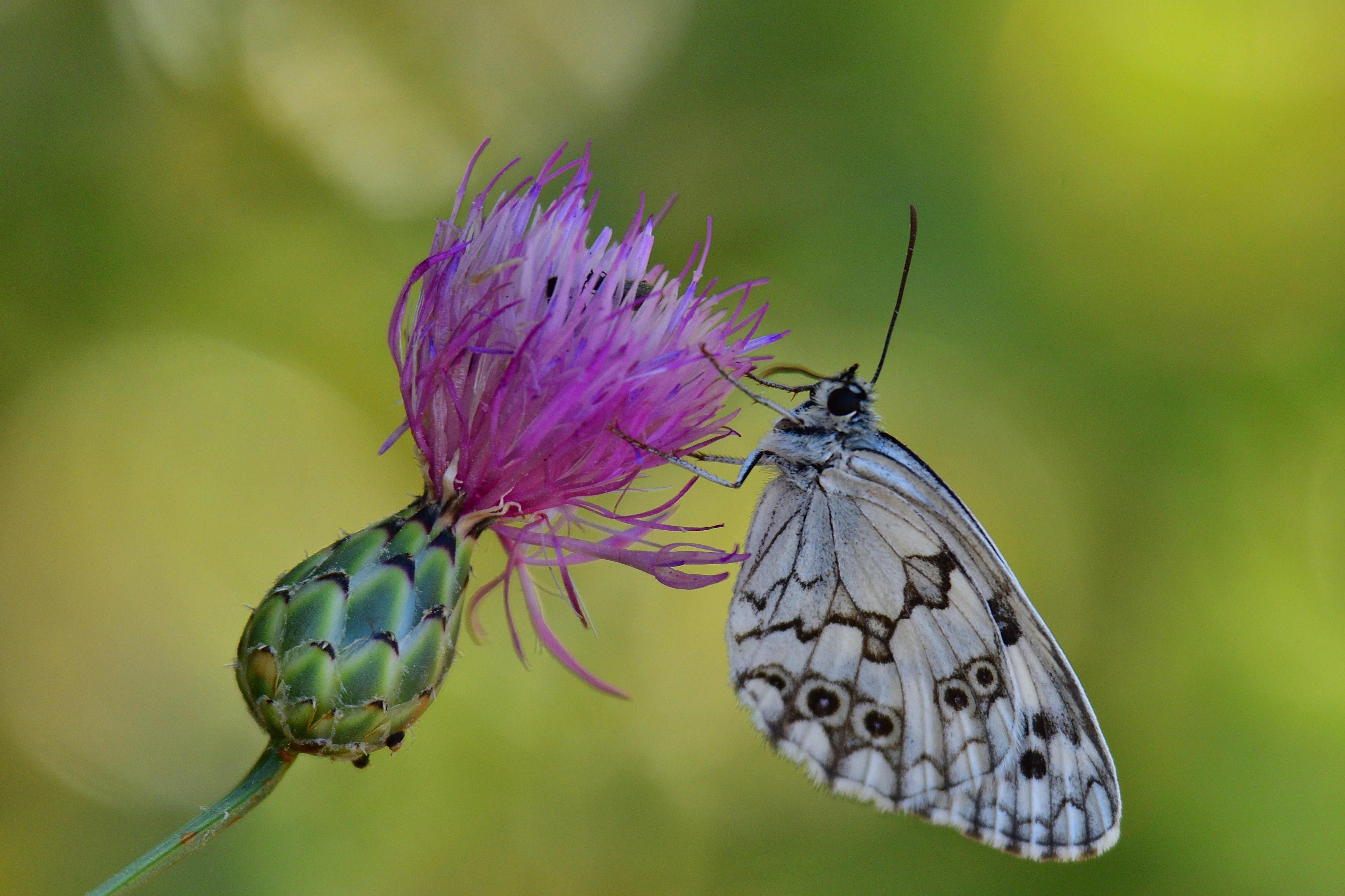 Las mariposa desempeñan un papel crucial como bioindicadores.