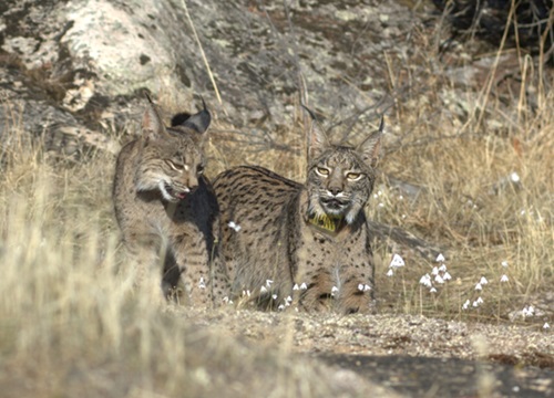 2 linces. Autoría: Manuel Moral Castro