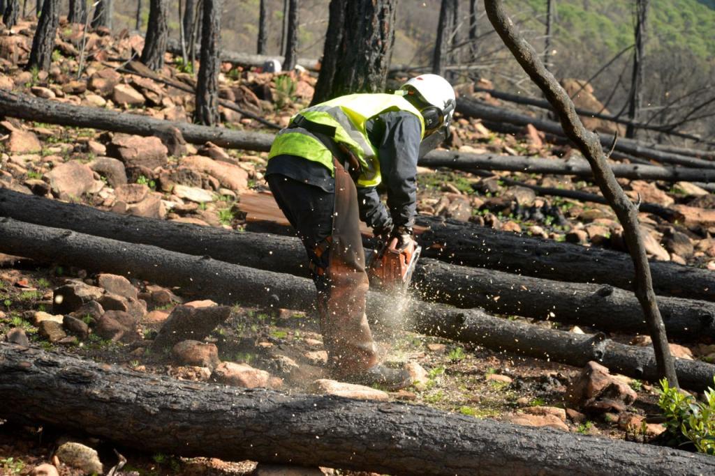 Restauración tras incendio Sierra Bermeja