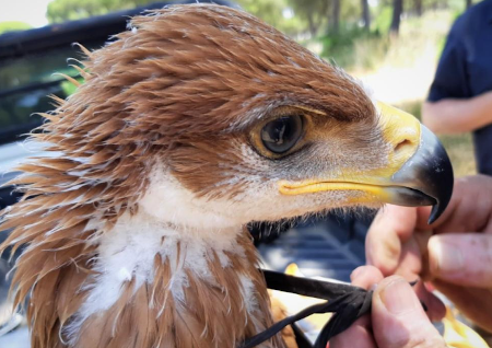 Anillamiento de un águila imperial