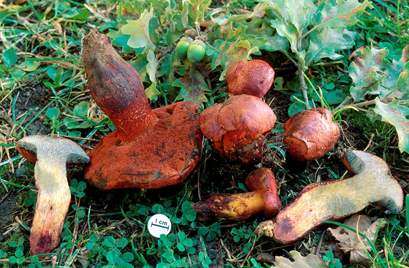 Boletus permagnificus, autoría: Gabriel Moreno