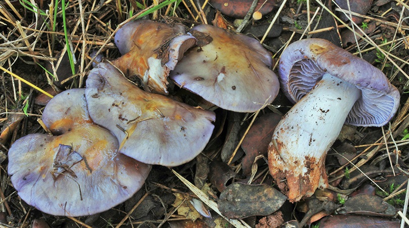 Cortinarius dryosalor. Autoría: F. Armada