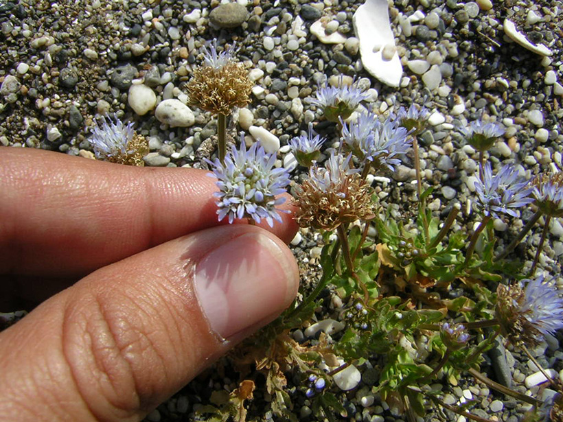 Jasione corymbosa