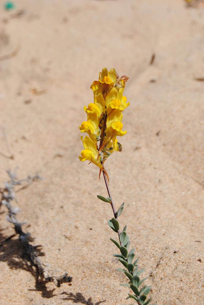 Linaria lamarckii. El Rompido, Huelva