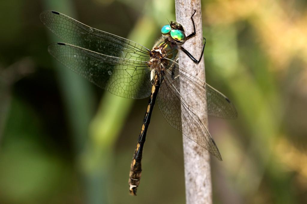 Libélula Oxygastra curtisii