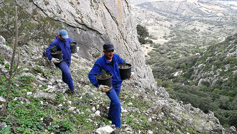 Reparto de pinsapo en campo