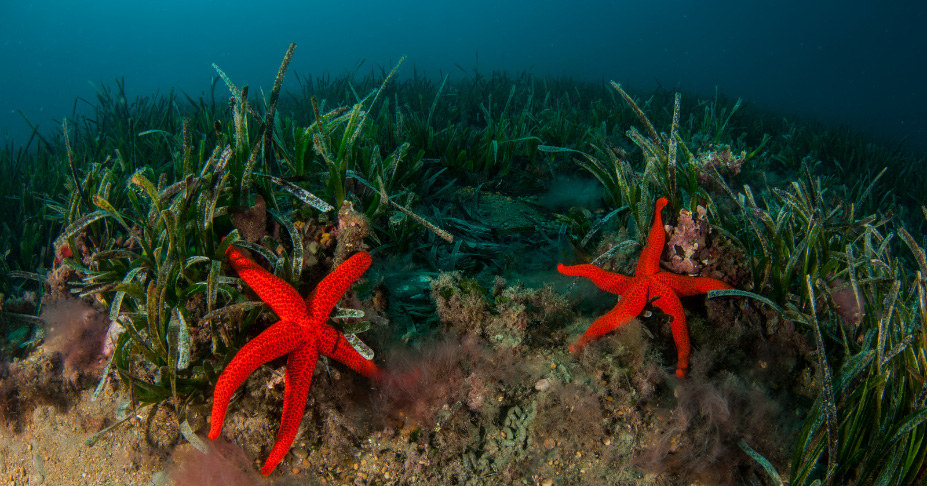 Fanerógamas marinas con estrellas de mar