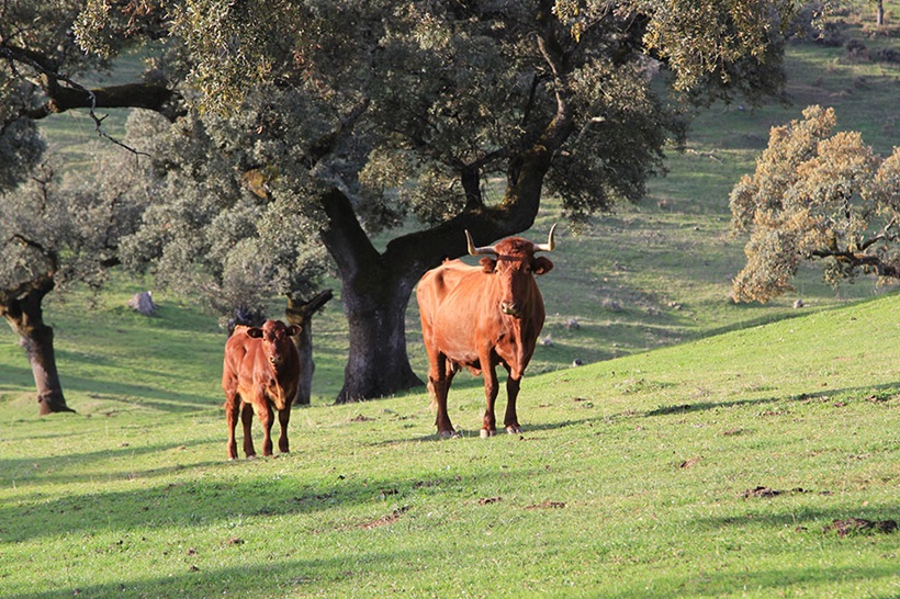 Paisaje de dehesas con vacas