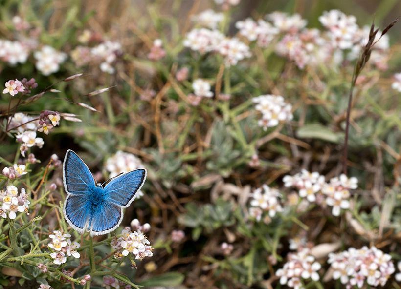 Polyommatus golgus