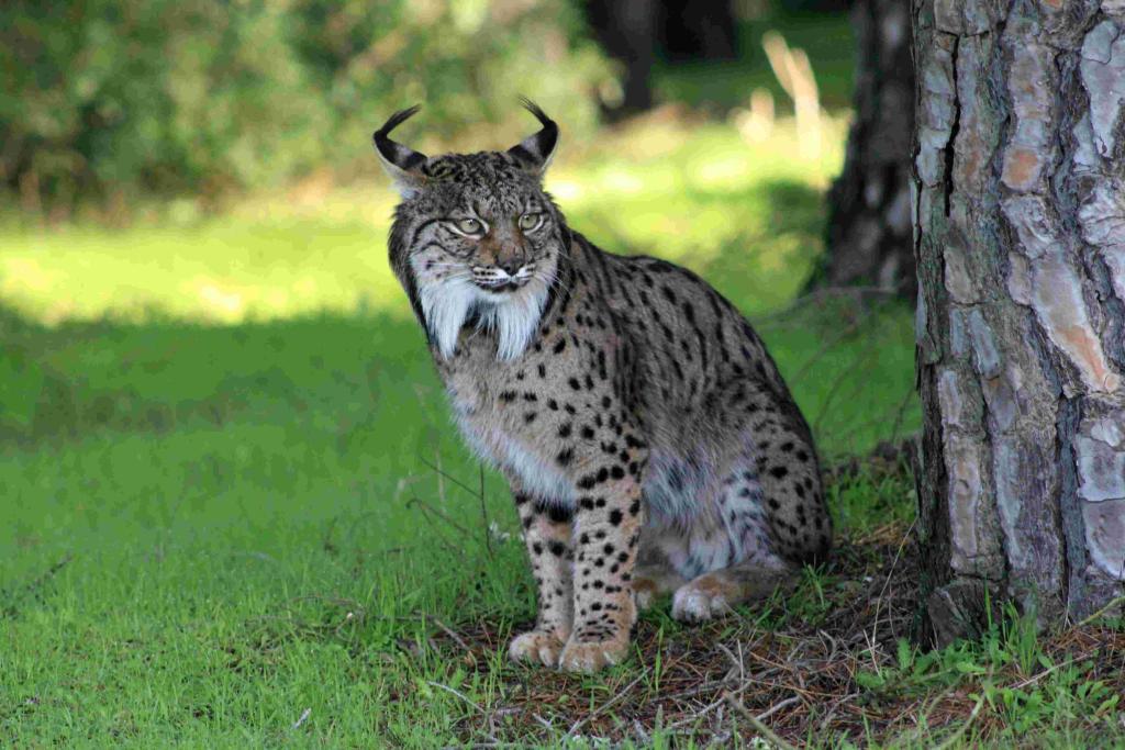 lince en libertad