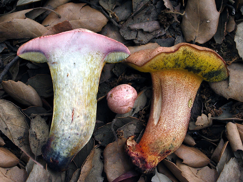 Xerocomus roseoalbidus. Autoría: José Luis Martín