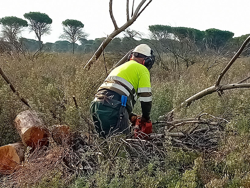 Tratamiento selvícola en Moguer, febrero de 2024