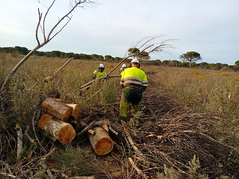 Tratamiento selvícola en Moguer (2), febrero de 2024