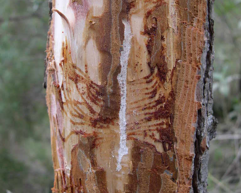 Galeria de Tomicus destruens - PLI Perforadores