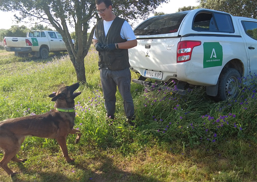 Unidad canina en salida de campo (Corredor Verde de Guadiamar, Aznalcóllar)