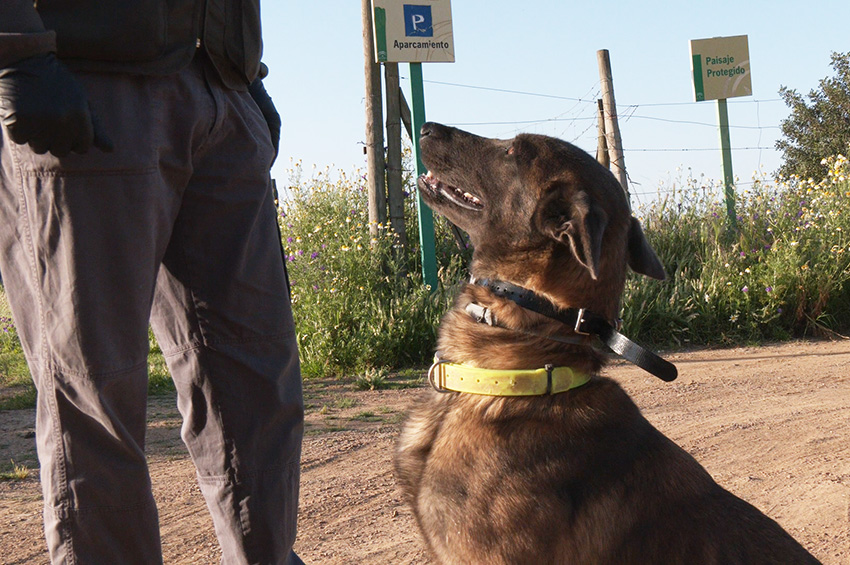 Unidad canina en campo (Corredor Verde de Guadiamar, Aznalcóllar)