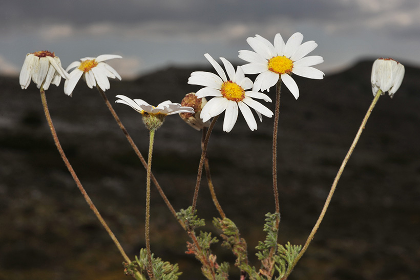 Gr Sierra Guillimona0008: Castrilanthemum debeauxii, Julian Fuentes Carretero