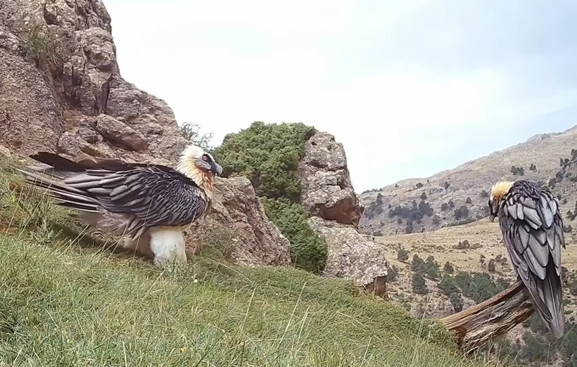 Pareja de quebrantahuesos